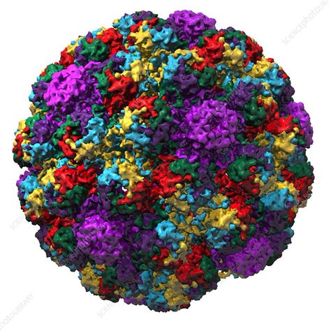 simian virus 40|Cell and Molecular Biology of Simian Virus 40: Implications for .